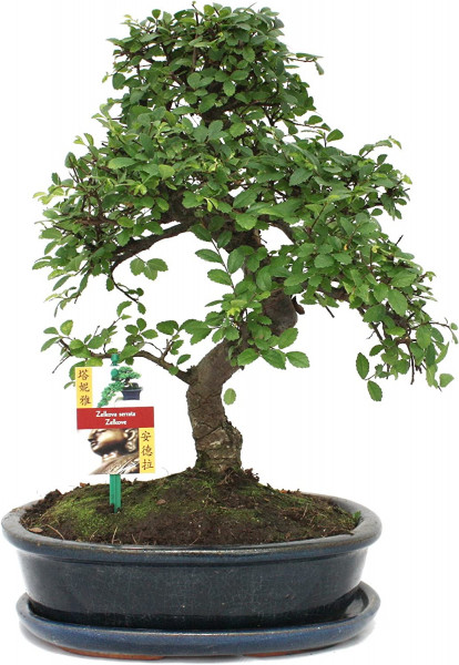 Bonsai Chinesische Ulme